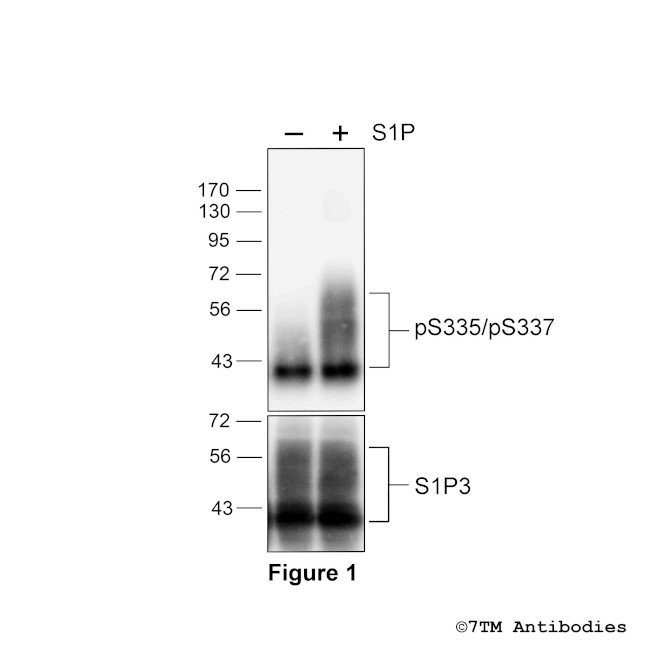 Phospho-Sphingosine 1-Phosphate Receptor 3 (Ser335, Ser337) Antibody in Western Blot (WB)