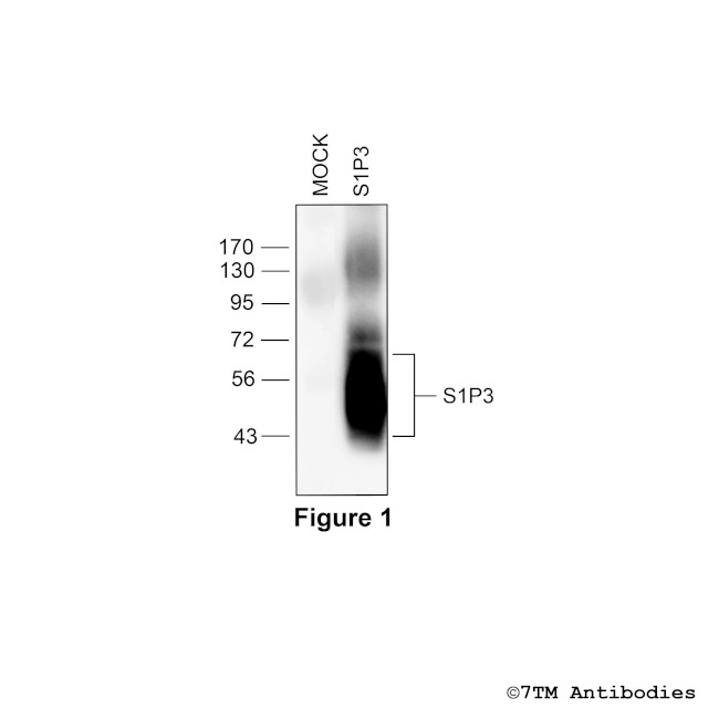 S1P3, Sphingosine 1-Phosphate Receptor 3 Antibody in Western Blot (WB)