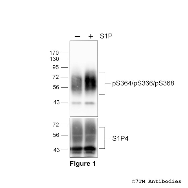 Phospho-Sphingosine 1-Phosphate Receptor 4 (Ser364, Ser366, Ser368) Antibody in Western Blot (WB)