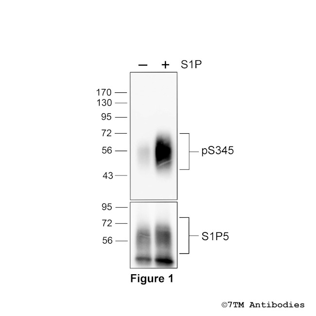Phospho-Sphingosine 1-Phosphate Receptor 5 (Ser345) Antibody in Western Blot (WB)