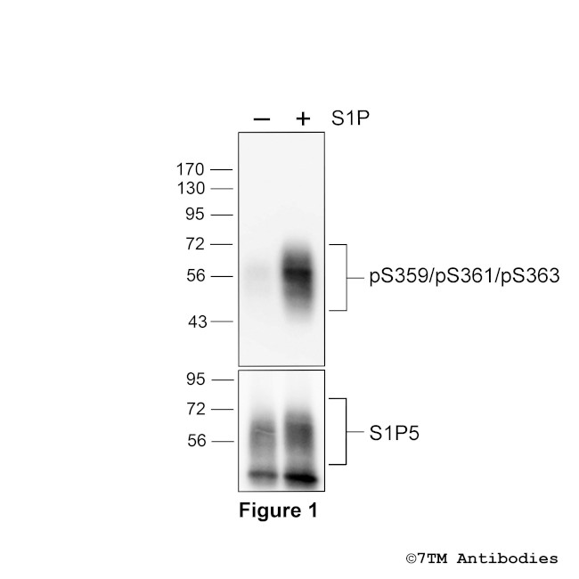 Phospho-Sphingosine 1-Phosphate Receptor 5 (Ser359, Ser361, Ser363) Antibody in Western Blot (WB)