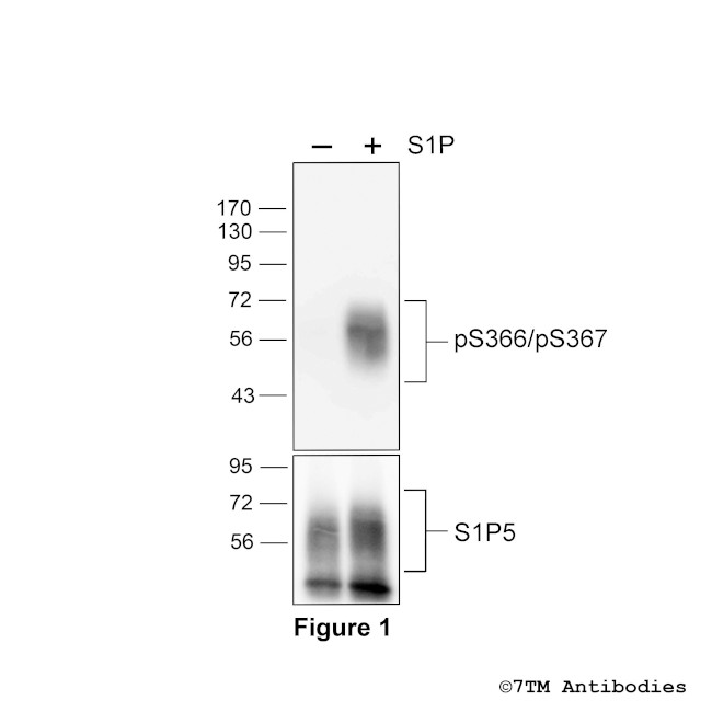 Phospho-Sphingosine 1-Phosphate Receptor 5 (Ser366, Ser367) Antibody in Western Blot (WB)