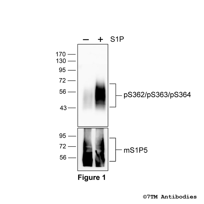 Phospho-S1P5, Sphingosine 1-Phosphate Receptor 5 (Ser362, Ser363, Ser364) Antibody in Western Blot (WB)