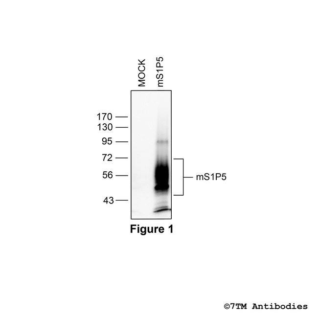 mS1P5, Mouse Sphingosine 1-Phosphate Receptor 5 Antibody in Western Blot (WB)