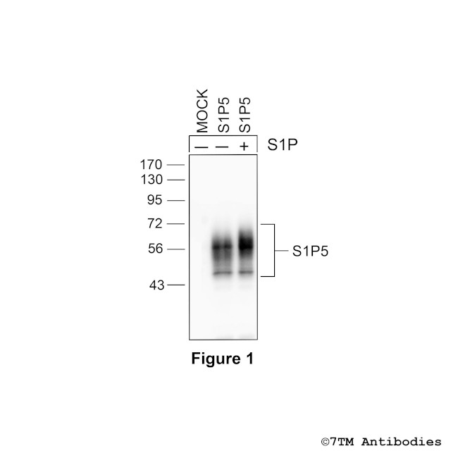 S1P5, Sphingosine 1-Phosphate Receptor 5 Antibody in Western Blot (WB)