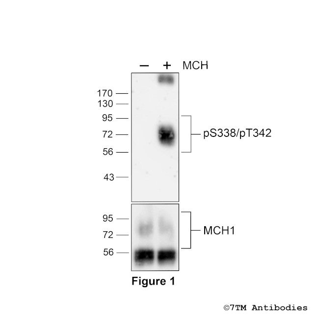 Phospho-Melanin-Concentrating Hormone Receptor 1 (Ser338, Thr342) Antibody in Western Blot (WB)