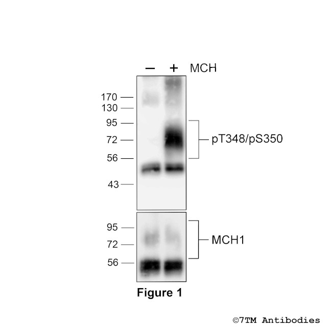 Phospho-Melanin-Concentrating Hormone Receptor 1 (Thr348, Ser350) Antibody in Western Blot (WB)