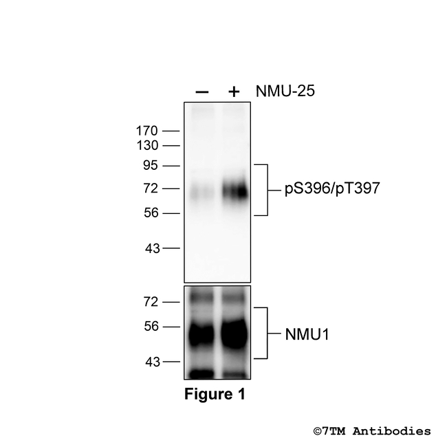 Phospho-NMU1, Neuromedin U Receptor 1 (Ser396, Thr397) Antibody in Western Blot (WB)