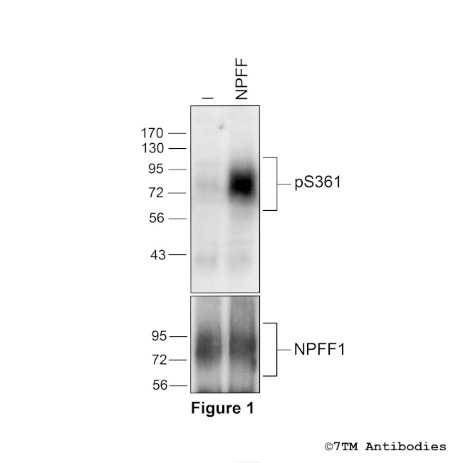 Phospho-Neuropeptide FF Receptor 1 (Ser361) Antibody in Western Blot (WB)