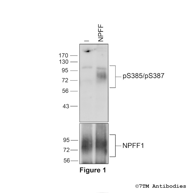 Phospho-Neuropeptide FF Receptor 1 (Ser385, Ser387) Antibody in Western Blot (WB)