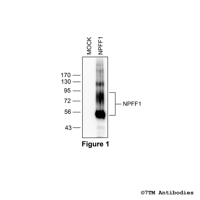 NPFF1, Neuropeptide FF Receptor 1 Antibody in Western Blot (WB)