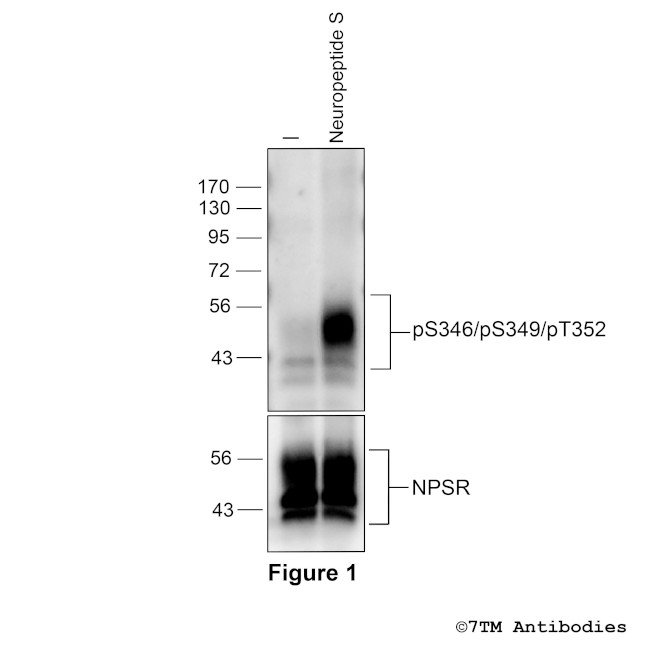 Phospho-NPS Receptor (Ser346, Ser349, Thr352) Antibody in Western Blot (WB)