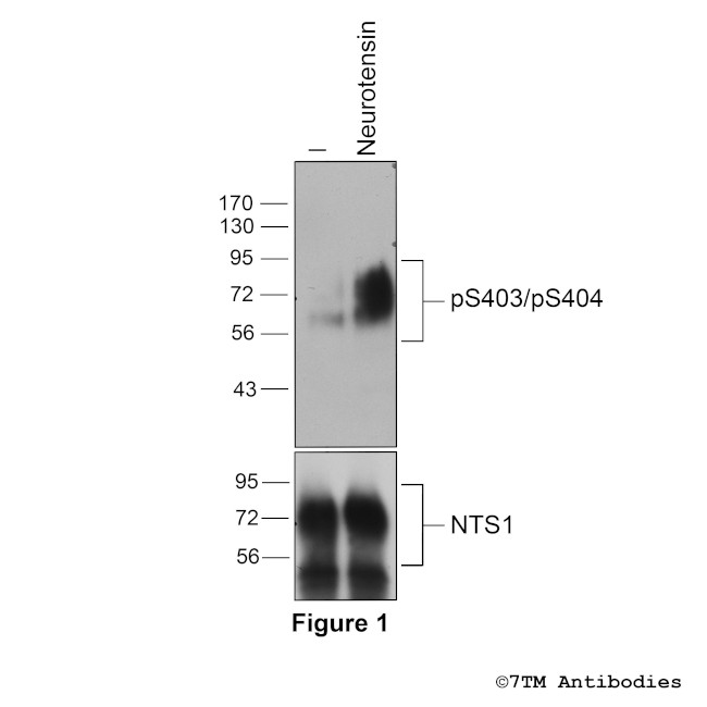 Phospho-Neurotensin Receptor 1 (Ser403, Ser404) Antibody in Western Blot (WB)