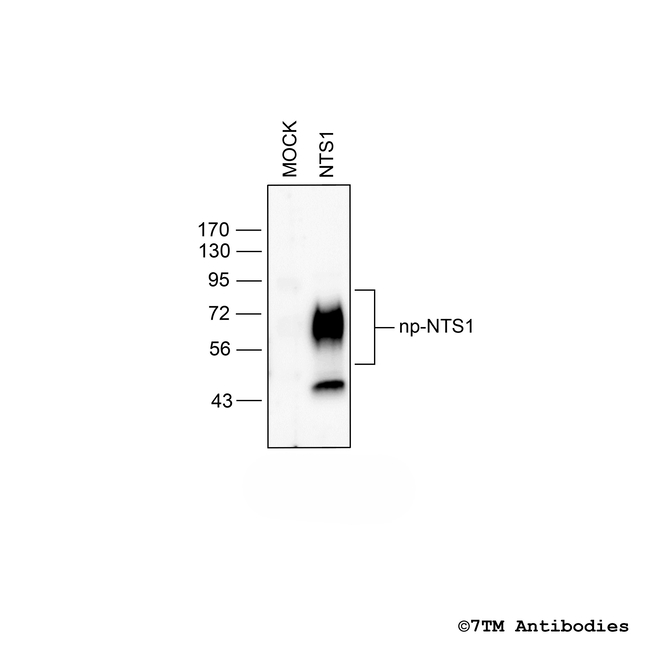 NTS1, Neurotensin Receptor 1 Antibody in Western Blot (WB)