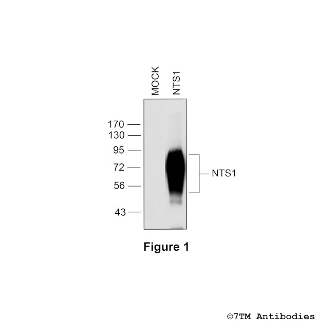 NTS1, Neurotensin Receptor 1 Antibody in Western Blot (WB)