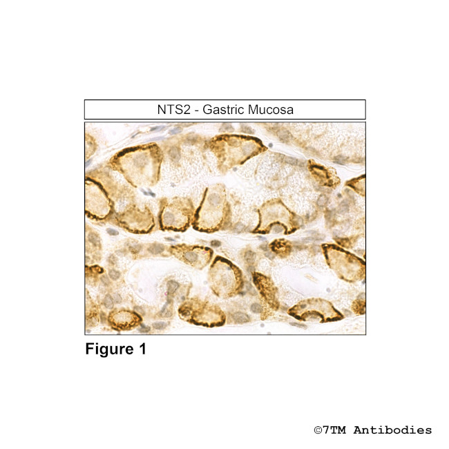 NTS2, Neurotensin Receptor 2 Antibody in Immunohistochemistry (Paraffin) (IHC (P))