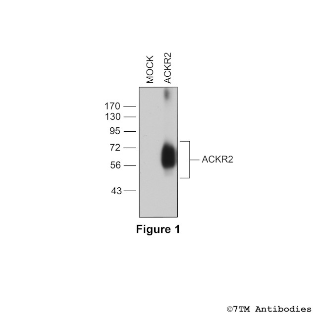 ACKR2, Atypical Chemokine Receptor 2 Antibody in Western Blot (WB)
