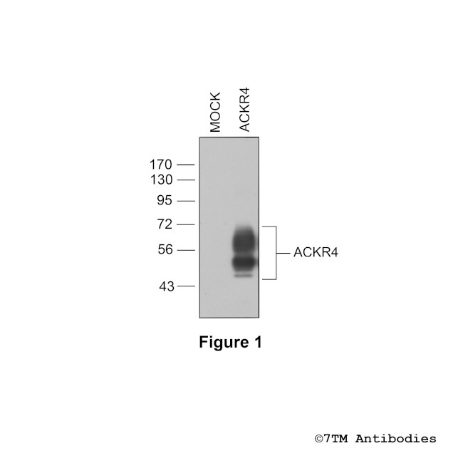 ACKR4, Atypical Chemokine Receptor 4 Antibody in Western Blot (WB)