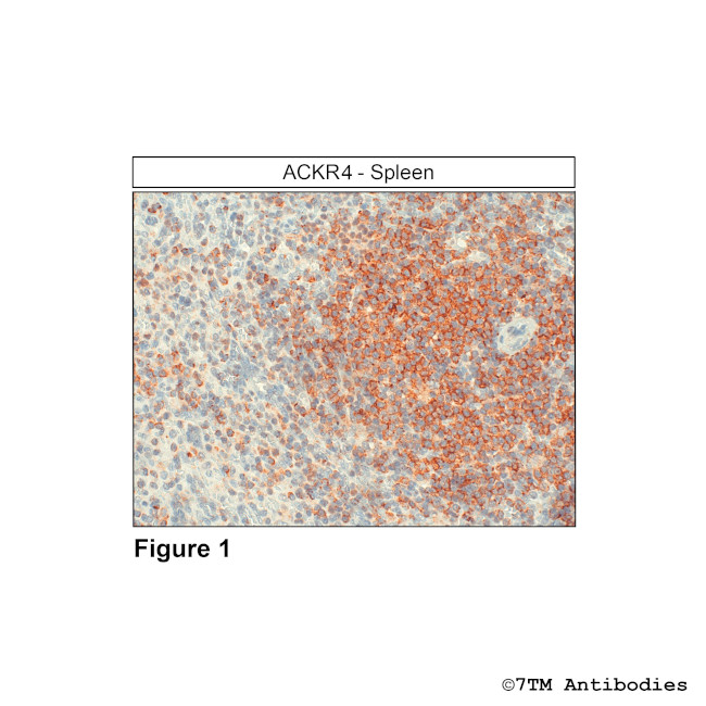 ACKR4, Atypical Chemokine Receptor 4 Antibody in Immunohistochemistry (Paraffin) (IHC (P))