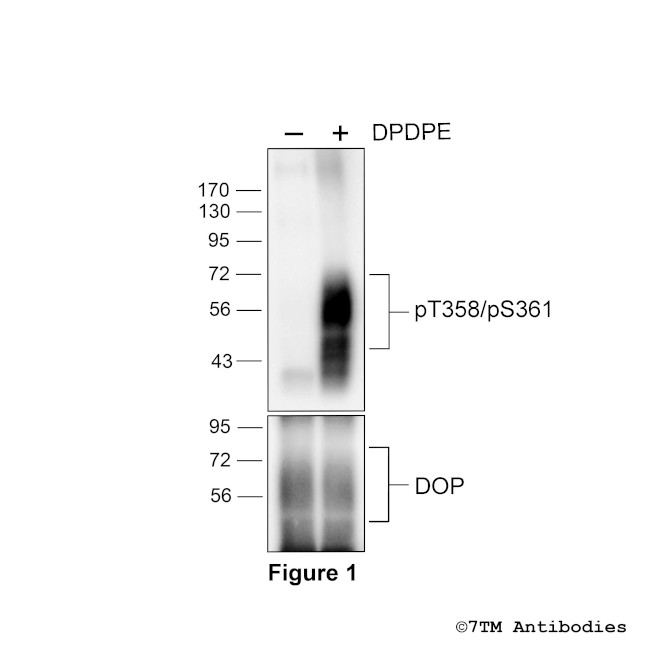 Phospho-delta-Opioid Receptor (Thr358, Thr361) Antibody in Western Blot (WB)