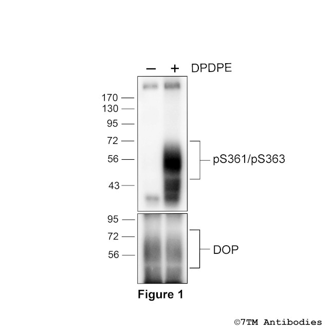 Phospho-delta-Opioid Receptor (Thr361, Ser363) Antibody in Western Blot (WB)