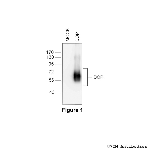 DOP delta-Opioid Receptor Antibody in Western Blot (WB)