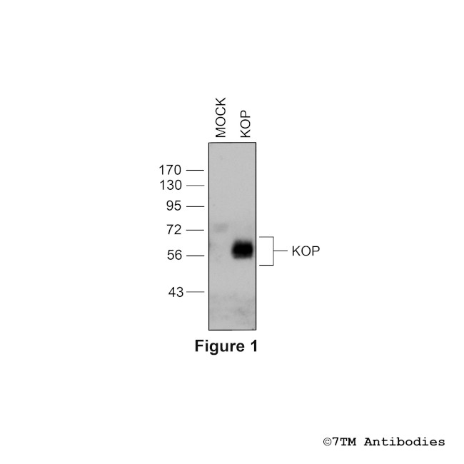 KOP kappa-Opioid Receptor Antibody in Western Blot (WB)