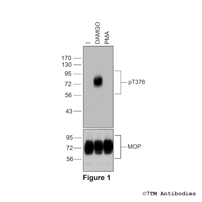 Phospho-mu-Opioid Receptor (Thr376) Antibody in Western Blot (WB)