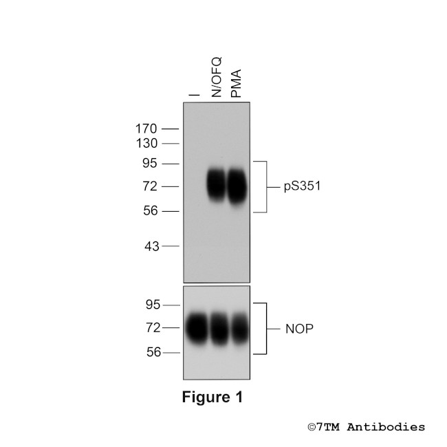Phospho-Nociceptin/Orphanin FQ Receptor (Ser351) Antibody in Western Blot (WB)