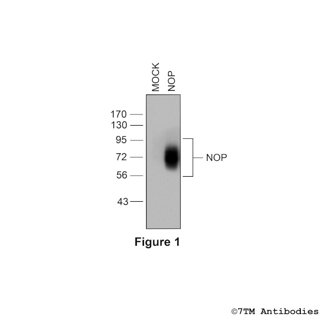 NOP, Nociceptin/Orphanin FQ Receptor Antibody in Western Blot (WB)
