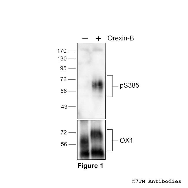 Phospho-Orexin Receptor 1 (Ser385) Antibody in Western Blot (WB)
