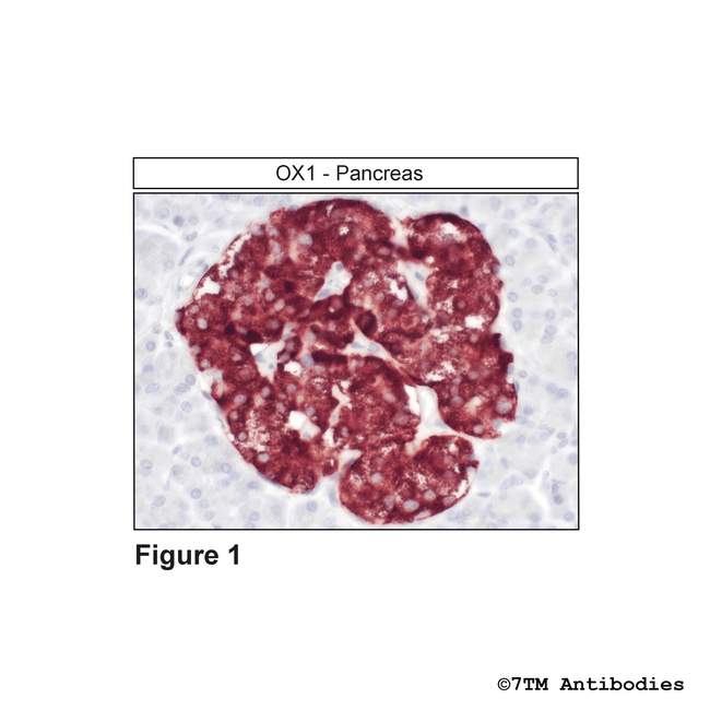 OX1 Orexin Receptor 1 Antibody in Immunohistochemistry (Paraffin) (IHC (P))