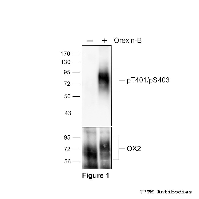 Phospho-Orexin Receptor 2 (Thr401, Ser403) Antibody in Western Blot (WB)