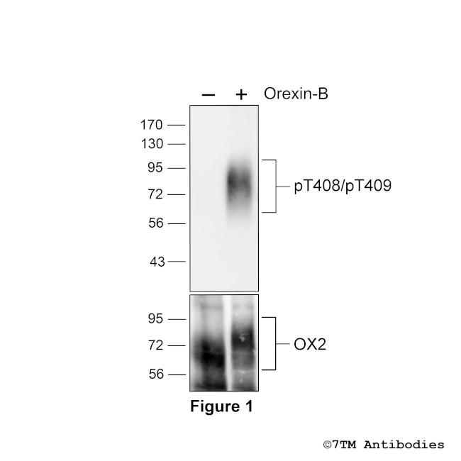 Phospho-Orexin Receptor 2 (Thr408, Thr409) Antibody in Western Blot (WB)