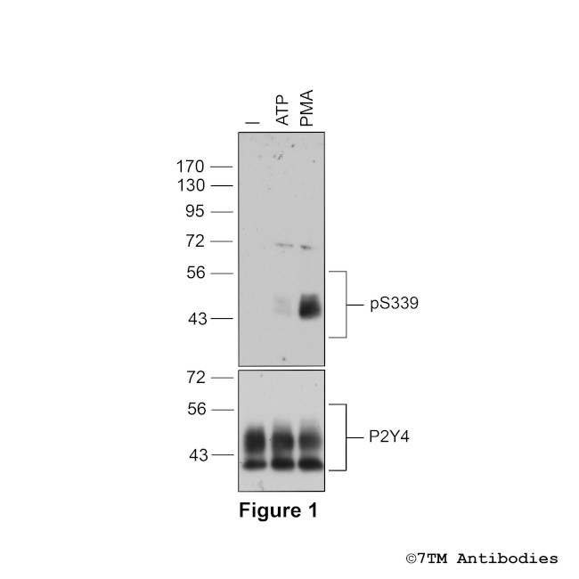 Phospho-P2Y Purinoceptor 4 (Ser339) Antibody in Western Blot (WB)