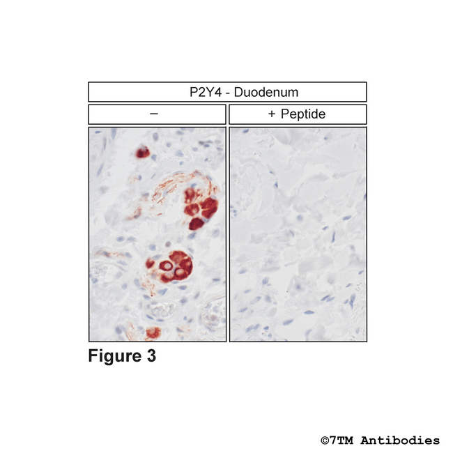 P2Y4, P2Y Purinoceptor 4 Antibody in Immunohistochemistry (Paraffin) (IHC (P))