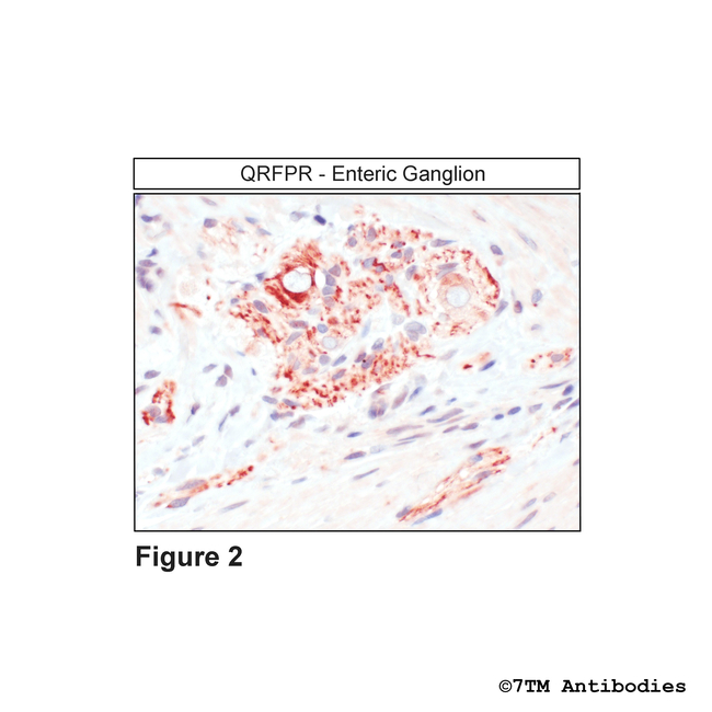 QRFPR, QRFP Receptor Antibody in Immunohistochemistry (Paraffin) (IHC (P))