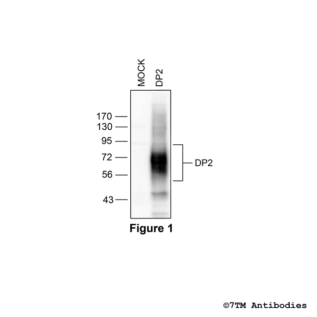 DP2, DP2 Prostanoid Receptor Antibody in Western Blot (WB)