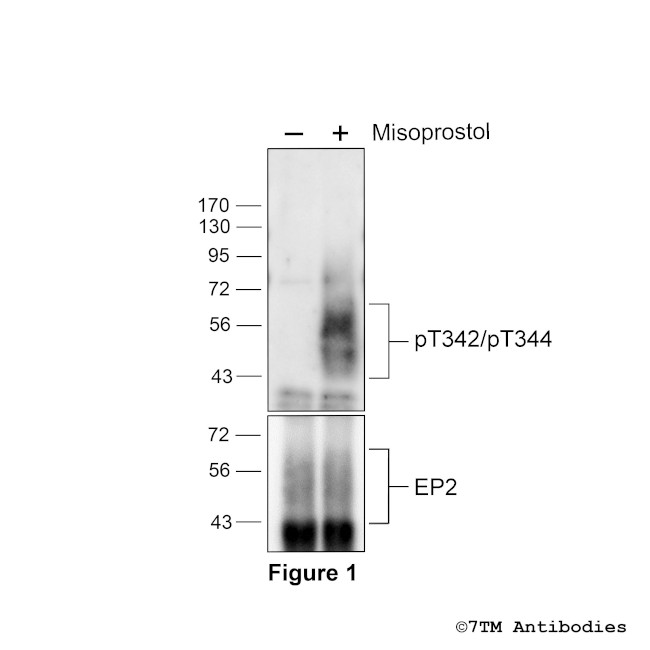 Phospho-EP2 Prostanoid Receptor (Thr342, Thr344) Antibody in Western Blot (WB)