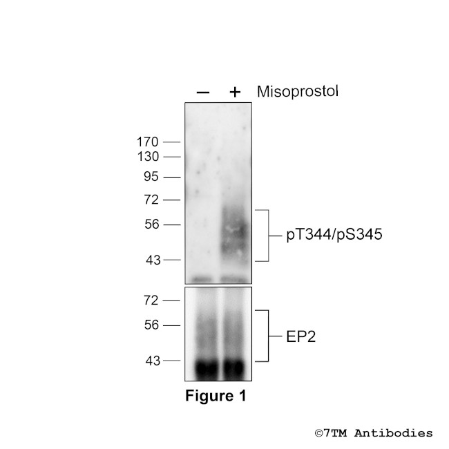 Phospho-EP2 Prostanoid Receptor (Thr344, Ser345) Antibody in Western Blot (WB)