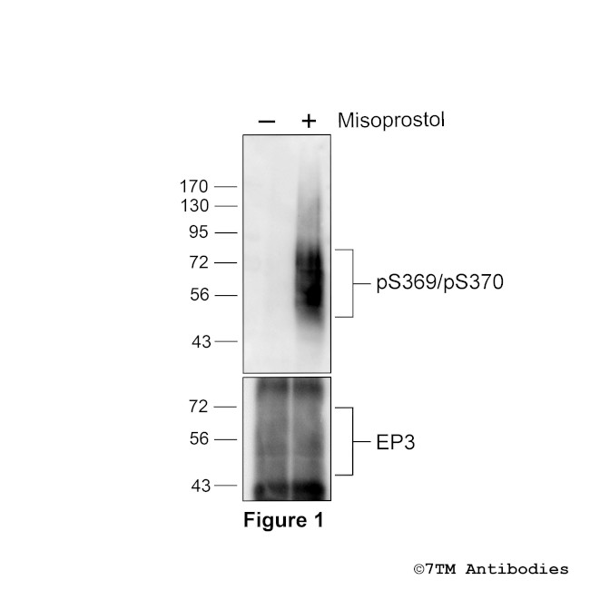 Phospho-EP3 Prostanoid Receptor (Ser369, Ser370) Antibody in Western Blot (WB)