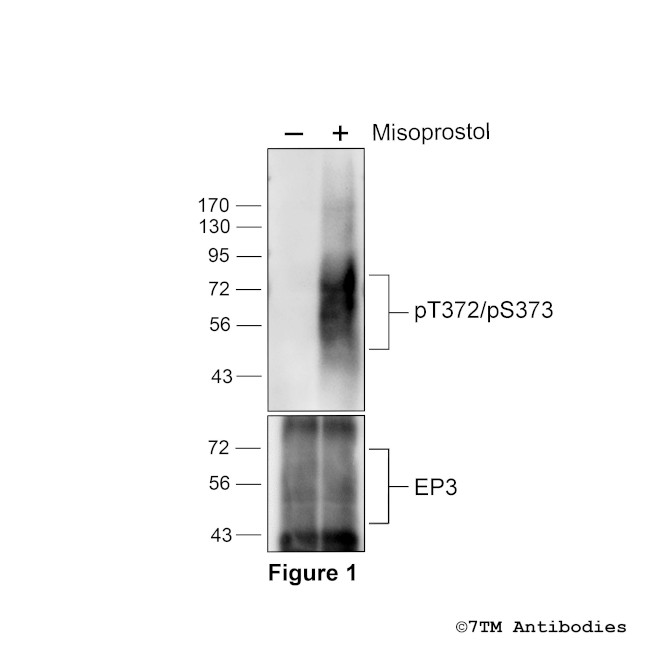 Phospho-EP3 Prostanoid Receptor (Thr372, Ser373) Antibody in Western Blot (WB)