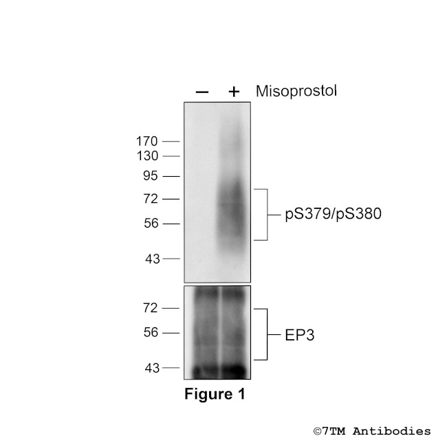 Phospho-EP3 Prostanoid Receptor (Ser379, Ser380) Antibody in Western Blot (WB)