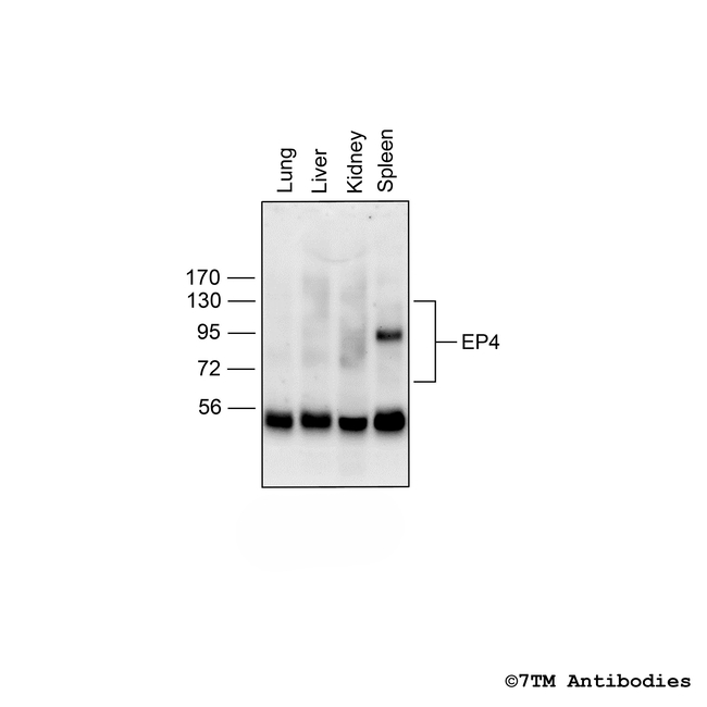 EP4, EP4 Prostanoid Receptor Antibody in Western Blot (WB)