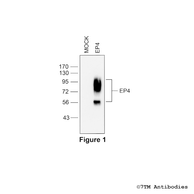 EP4, EP4 Prostanoid Receptor Antibody in Western Blot (WB)
