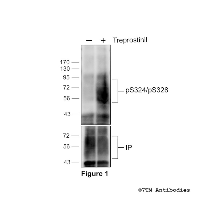 Phospho-IP Prostacyclin Receptor (Ser324, Ser328) Antibody in Western Blot (WB)