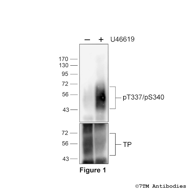 Phospho-TP Thromboxane Receptor (Thr337, Ser340) Antibody in Western Blot (WB)
