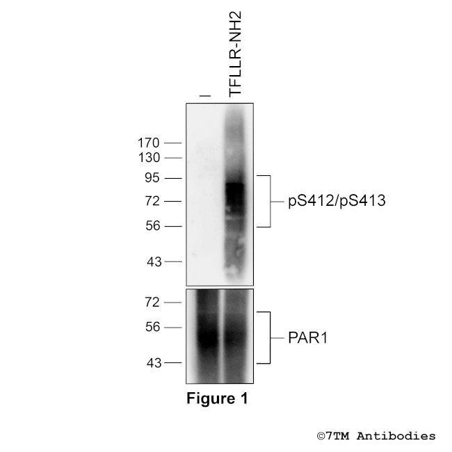 Phospho-Proteinase-Activated Receptor 1 (Ser412, Ser413) Antibody in Western Blot (WB)