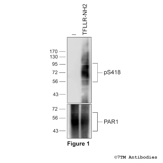 Phospho-Proteinase-Activated Receptor 1 (Ser418) Antibody in Western Blot (WB)