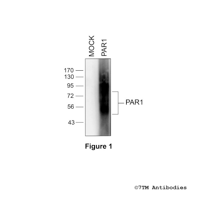 PAR1, Proteinase-Activated Receptor 1 Antibody in Western Blot (WB)